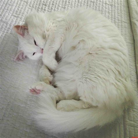 Like White On Rice | Cute cats HQ - Pictures of cute cats and kittens Free pictures of funny