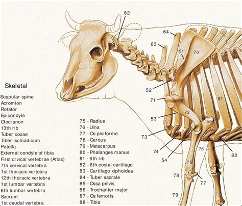 Cow Bovine Muscle Skeletal Foot Anatomy Poster Veterinary Wall Chart