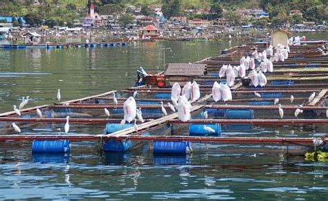 PT RSI Aquafarm Terancam Hengkang Dari Danau Toba Setelah SK Gubsu Soal