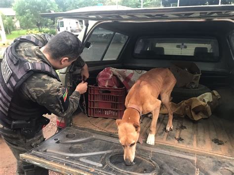 Homem é Preso Pelo 3º Batalhão Ambiental Da Brigada Militar Por Maus Tratos A Cão Em Santo