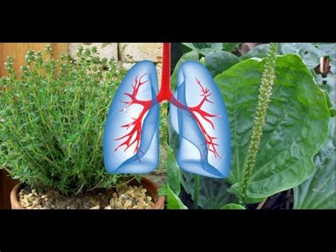 Plante I Ierburi Care Remediaz Leziunile Pulmonare Combat