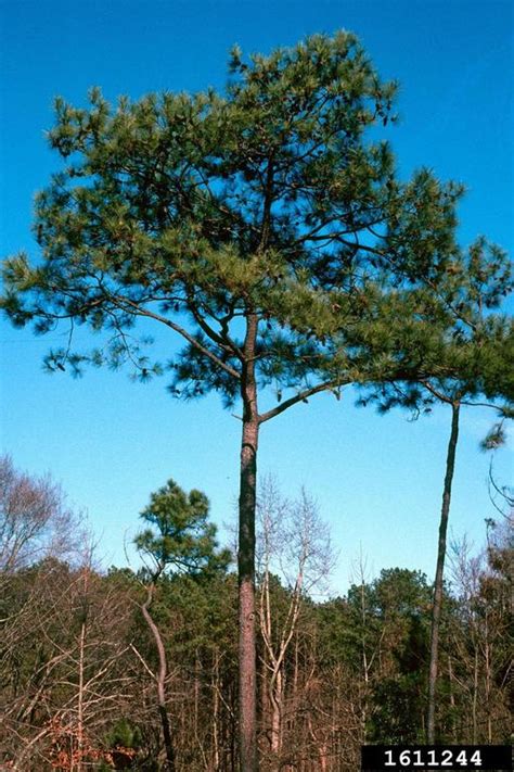 Loblolly Pine Pinus Taeda