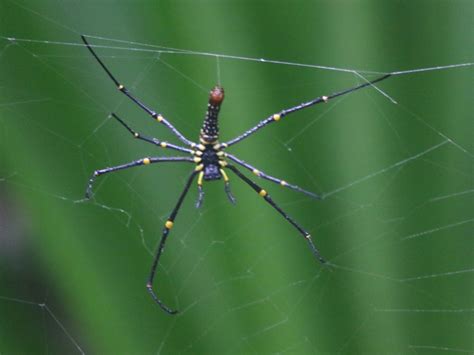 Giant Golden Orbweaver From Christmas Island On November