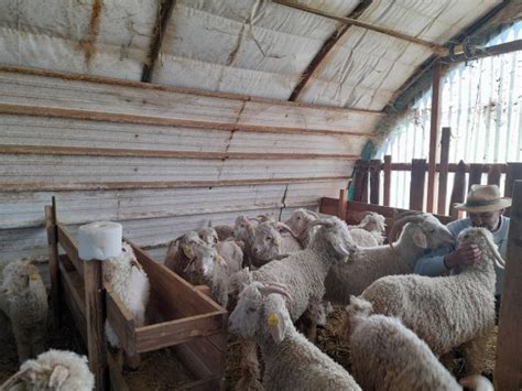 Wecandoo Découvrez un élevage de chèvres Angora et leur belle toison