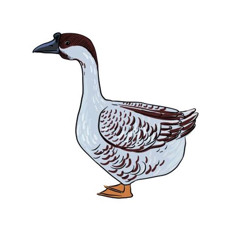 Domestic Goose Farm Bird Hand Drawn Engraved Vector Image