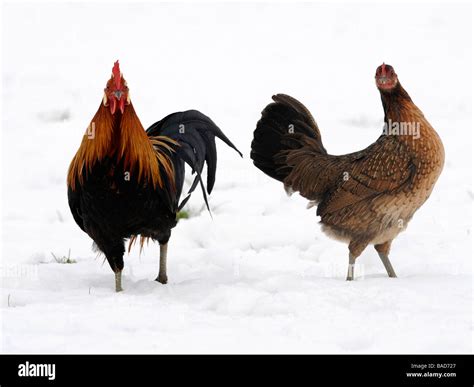 Eine Henne Stockfotos Und Bilder Kaufen Alamy