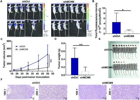 MCM8 Knockdown Suppressed Osteosarcoma Growth In Vivo A A Nude Mice