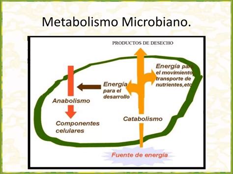 Metabolismo Microbiano Trabalho De Microbiologia Ppt