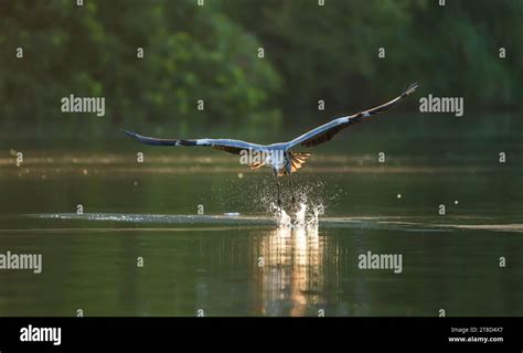 Gray heron.Wildlife in natural habitat Stock Photo - Alamy