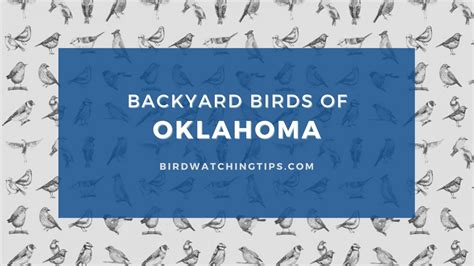 Popular Backyard Birds of Oklahoma (With Pictures) - Birdwatching Tips