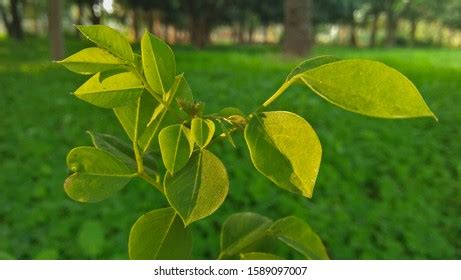 134 Dalbergia Sissoo Tree Images, Stock Photos & Vectors | Shutterstock