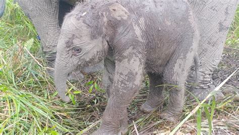 Kelahiran Gajah Sumatra Di PLG Padang Sugihan Ditjen Konservasi