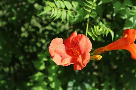 Flowers Of Campsis Grandiflora Chinese Trumpet Vine Stock Photo