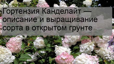 Гортензия Канделайт — описание и выращивание сорта в открытом грунте ...