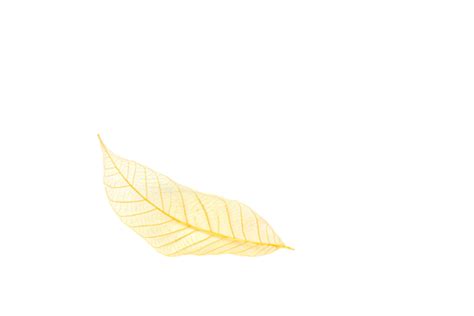 Isolated Leaf Nature Pattern Stripes Shape Abstract Shiny Png