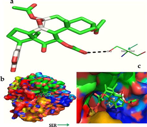 In Silico Molecular Docking Shows The Binding Interaction Of