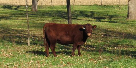 Red Devon Cattle Gourmet Beef On Grass Abiding Acres Farm Delavan