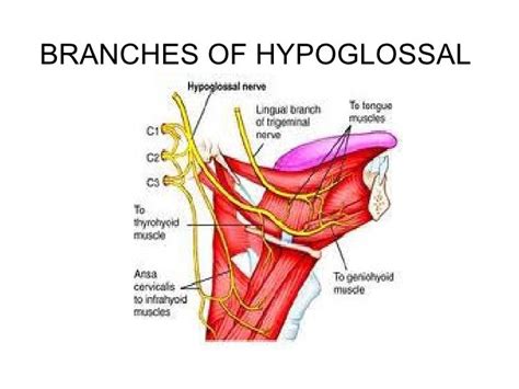 😍 Hypoglossal nerve. Cranial Nerve XII: The Hypoglossal Nerve. 2019-01-06