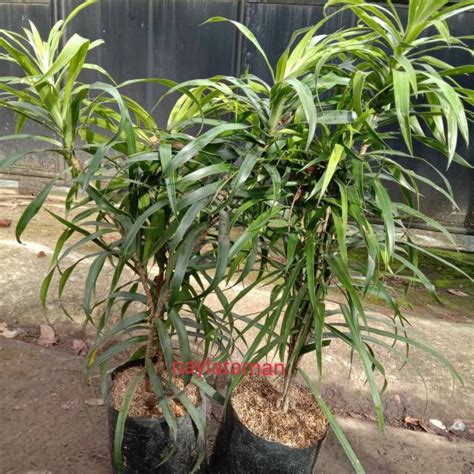 Jual Pohon Daun Suji Tanaman Herbal Pewarna Alami Shopee Indonesia