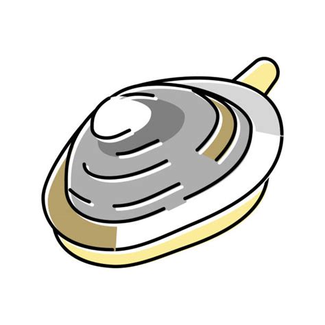 Quahog Illustrations Royalty Free Vector Graphics And Clip Art Istock