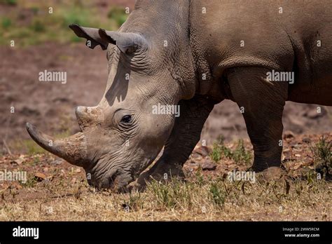 Southern White Rhino In Profile Stock Photo Alamy