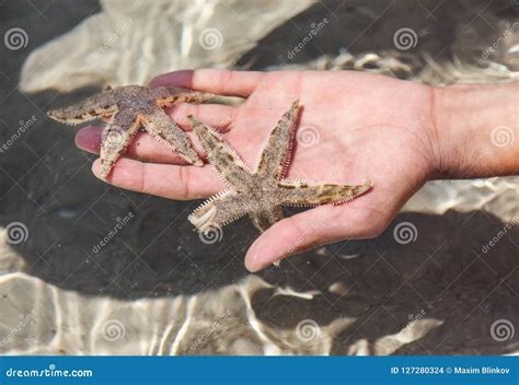 Red Starfish Under The Microscope Stock Image 99427807