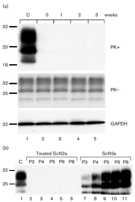 Persistent Reduction In Prp Sc Levels And Loss Of Infectivity Of