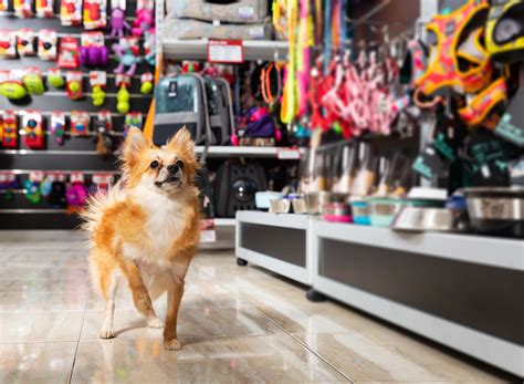 ¿Cómo iniciar una tienda de mascotas? | Aprende Institute