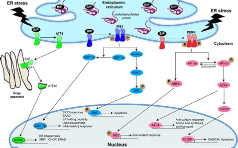 Unfolded Protein Response Upr Pathways In Mammalian Cells Under Non Download Scientific