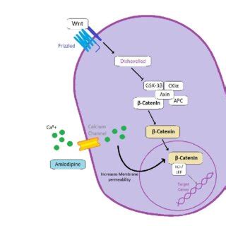 Metformin And Sirolimus Proposed Anti Cancer Effect S Mechanism Of