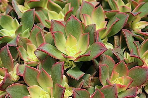 Aeonium Kiwi 30 Seeds Etsy