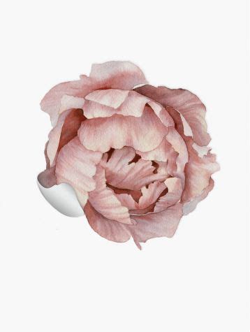 Paeonia Grands Stickers Papermint