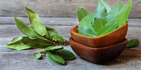 Qu Significa Poner Una Hoja De Laurel En El Zapato Hechizo Para