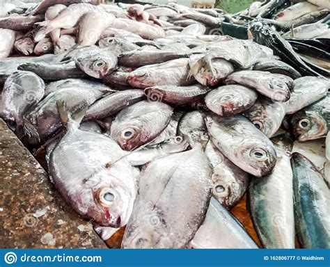 The Collection Of Fish Sold In Traditional Markets Stock Image Image