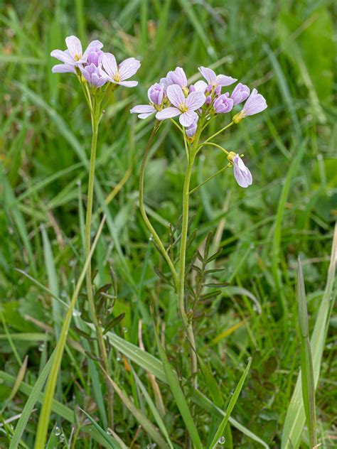 Cardamine Pratensis Wiesen Schaumkraut Peter Voigt Flickr