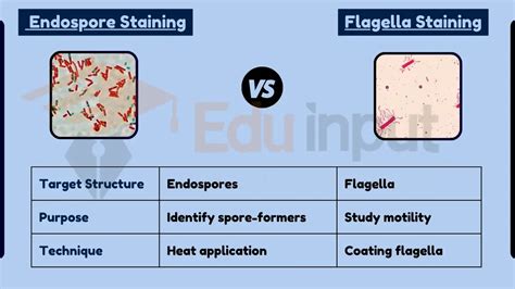 Difference Between Endospore Staining And Flagella Staining