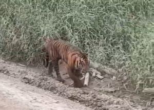 Media Center Viral Video Harimau Muncul Di Area Konsesi Pelalawan