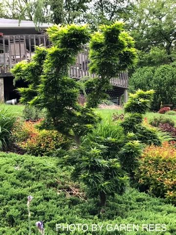 Acer Palmatum Mikawa Yatsubusa Dwarf Japanese Maple Dwarf Japanese