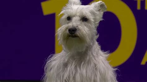 Watch The Westminster Kennel Club Dog Show Season 20 - Free TV Shows | Tubi