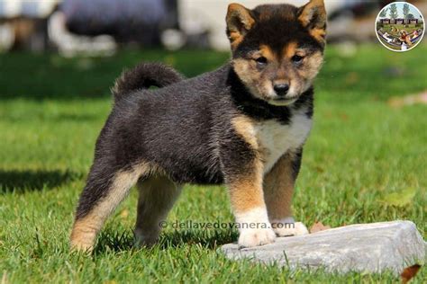 Allevamento Shiba Inu Vendita Cuccioli Shiba Inu