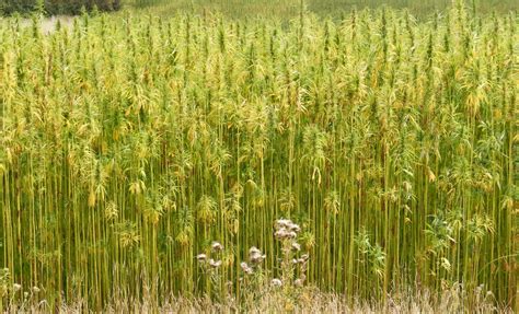 Hemp: the versatile biofuel that could save America’s energy ...