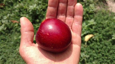 Нектакотум (Шарафуга). Очень вкусный гибрид нектарина, абрикоса и сливы ...