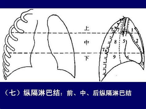 人体断层解剖学 纵隔的断层解剖word文档在线阅读与下载无忧文档