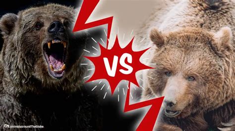 Gr Ter Showdown Zwischen Braunb R Und Grizzlyb R Tiere Rund Um Den