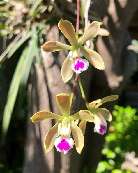 The Butterfly Orchid A Native Florida Plant Seen At The Florida