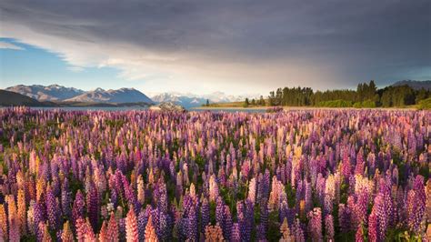 Russell Lupines Ao Longo Do Lago Tekapo Ilha Sul Nova Zel Ndia Bing