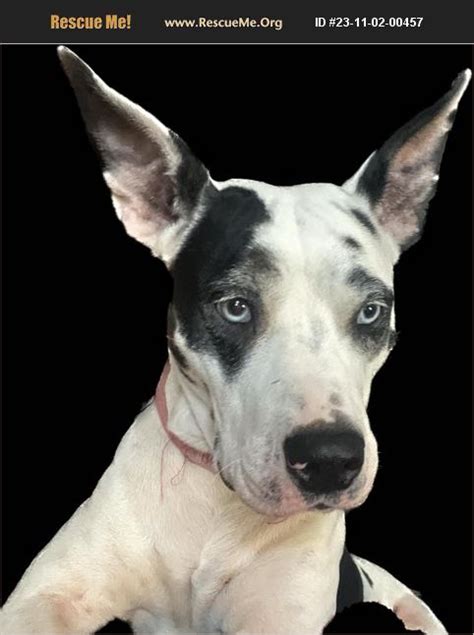 Adopt Great Dane Rescue Norfolk Va