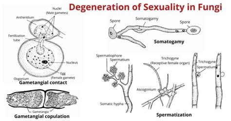 Degeneration Of Sexuality In Fungi