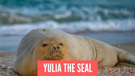 Mediterranean Monk Seal Is Still In Israel Youtube