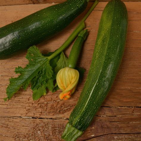 Dark Green Zucchini Thresh Seed Co